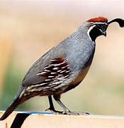 Image result for Arizona State Bird