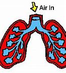 Image result for Funny Lung Cartoon