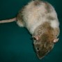 Image result for American Blue Capped Rat
