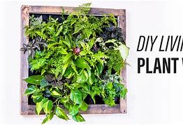 Image result for do it yourself live plants wall
