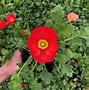 Image result for Champagne Bubbles Mix Iceland Poppy