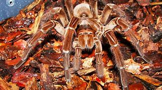 Image result for World's Largest Tarantula