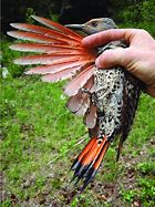 Image result for Red-shafted Flicker