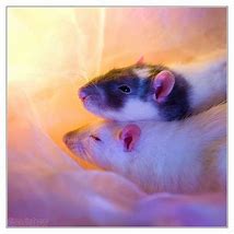 Image result for Mice Breeds