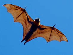 Image result for Himalayan Bats