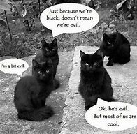 Image result for Funny Memes About Cats