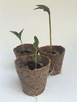 Image result for 6Cm Plant Pots