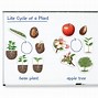 Image result for Bean Plant Life Cycle Diagram
