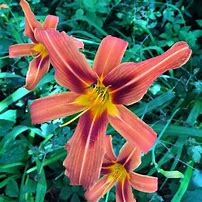 Image result for Hybrid Red Asiatic Lily