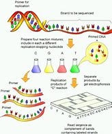 Image result for What Is Gene Sequencing