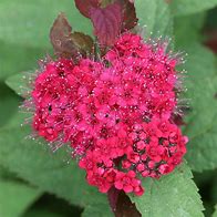 Image result for Spiraea japonica DOUBLE PLAY DOOZIE