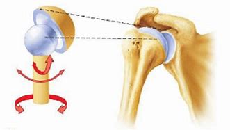 Image result for Ball and Socket Joint Mechanical