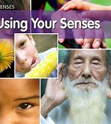 Image result for 5 Senses Preschool Books