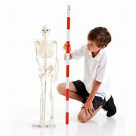 Image result for Classroom Meter Stick