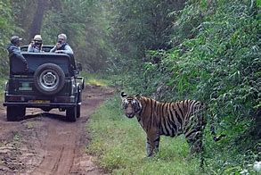 Image result for Pachmarhi Tiger