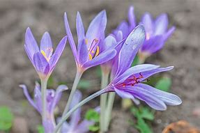 Image result for Colchicum autumnale Pleniflorum