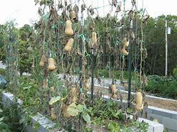 Image result for Growing Butternut Squash On Trellis