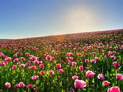Image result for Beautiful Pink Flower Field