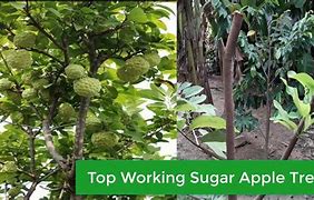 Image result for sugar apples trees service