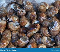 Image result for Living Clam