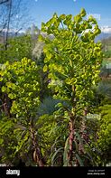 Image result for Euphorbia characias Purple and Gold