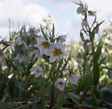 Fritillaria bucharica Giant に対する画像結果