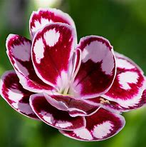 Dianthus Charmy に対する画像結果