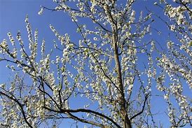 Image result for Prunus domestica Sanctus Hubertus