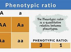 Image result for Eye Biology Phenotype