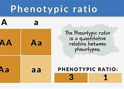 Image result for Offspring Phenotype