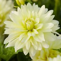 Image result for Dahlia Berliner Lemon