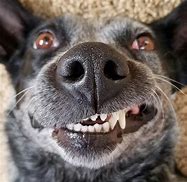 Image result for Dog Growling
