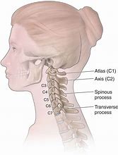 Image result for C6 Vertebrae