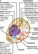 Image result for The Smallest Cell in Organisms