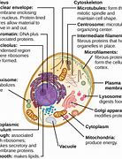 Image result for The Smallest Unicellular Eukaryotic Cell