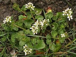 Image result for cochlearia_officinalis