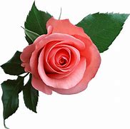 Image result for Single Pink Rose Transparent