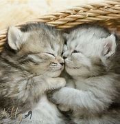 Image result for Cat Hug Adorable- Best