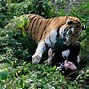 Image result for Tiger Kills Zookeeper