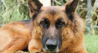 Image result for German Shepherd Mountain Dog