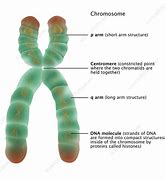 Image result for Chromosome Labeled