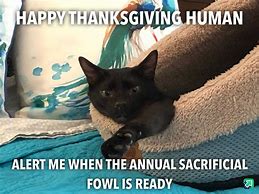 Image result for Thanksgiving Quotes Funny Cat
