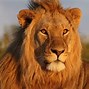 Image result for Animals in Lion King