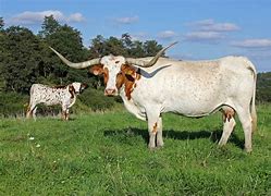 Image result for Texas Longhorn Cattle