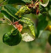 Image result for Commn Apple Tree Leaves Images