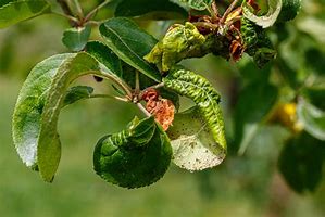 Image result for Apple Tree Diseases Leaf Curl