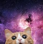 Image result for Crazy Cat Wallpaper