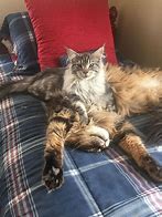Image result for Funny Maine Coon Cats