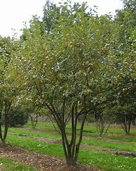Image result for Malus Wintergold