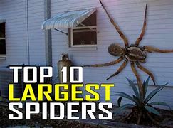 Image result for The Biggest Spider to Ever Walk This Earth